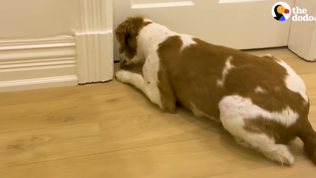 A brown and white dog lies on a wooden floor, sniffing intently at the gap beneath a closed white door.