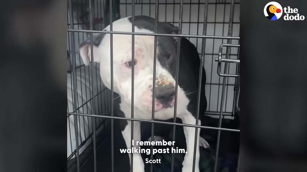 A black and white dog with sad eyes stands inside a metal wire crate at an animal shelter.