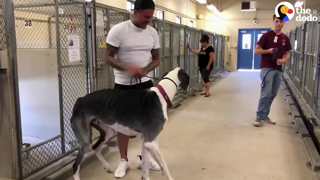 A very thin, emaciated Great Dane with visible ribs and hip bones stands in a shelter hallway next to a man.