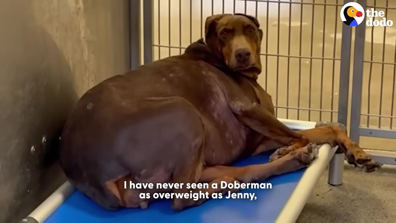 An extremely overweight brown Doberman named Jenny lies on a blue cot in a shelter kennel, looking towards the camera.