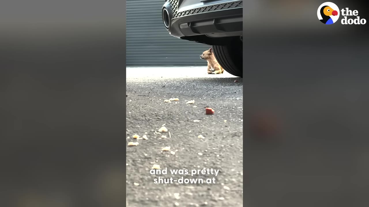 A small brown Chihuahua-mix dog sits on the asphalt near the rear tire of a car, looking cautious.