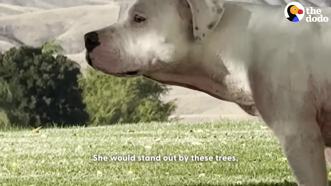 A white dog stands in a grassy field with green trees and hills in the background, looking off to the side.