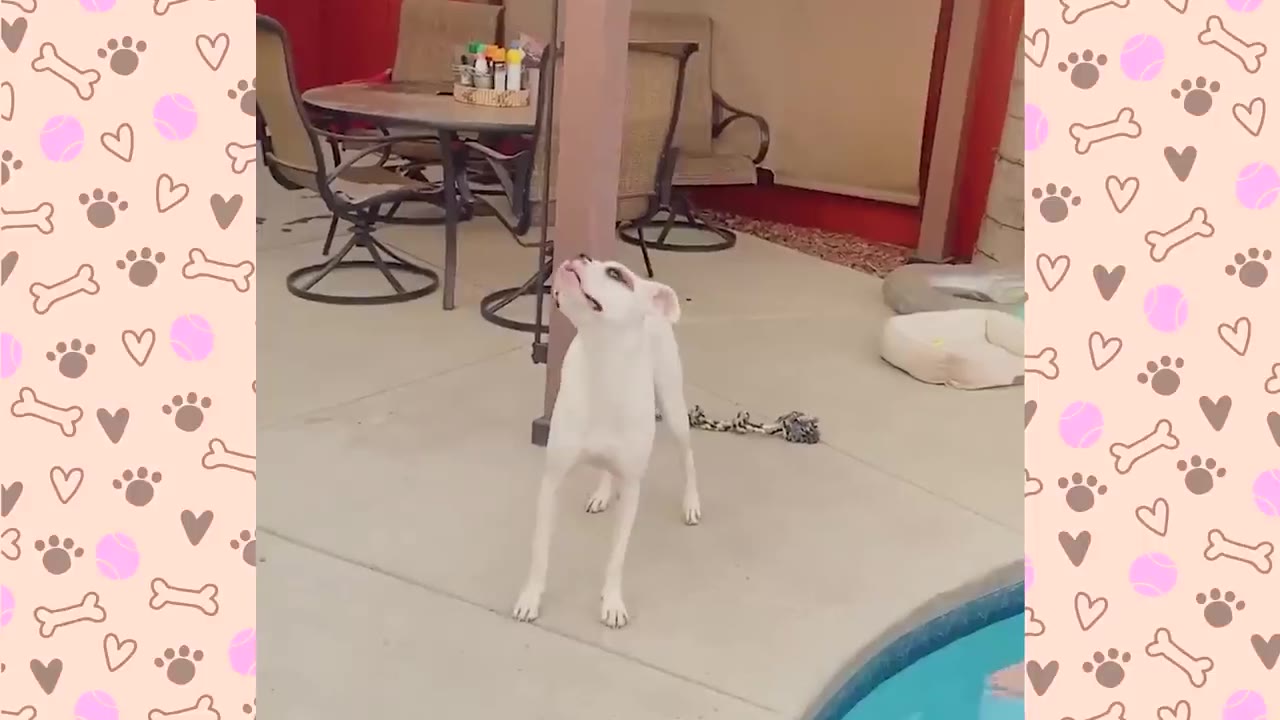 A white dog stands on a concrete patio, looking up with its head tilted.