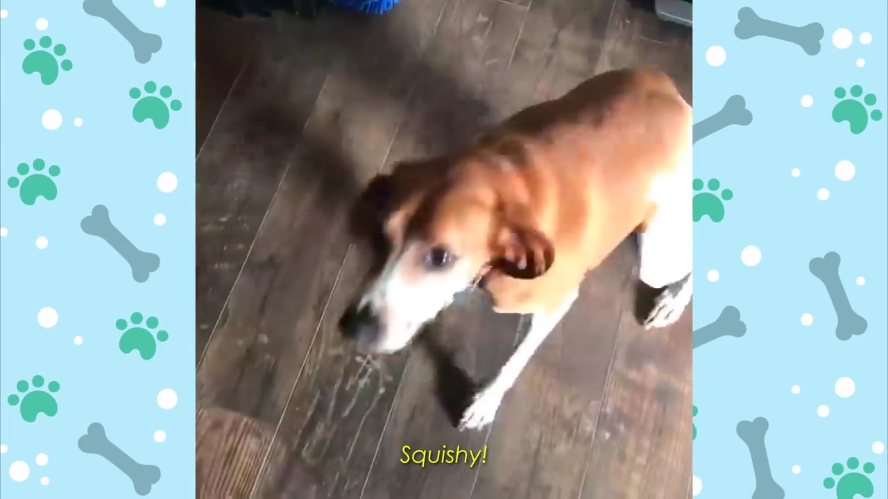 A brown and white dog looking up attentively as its name, Squishy, is called.