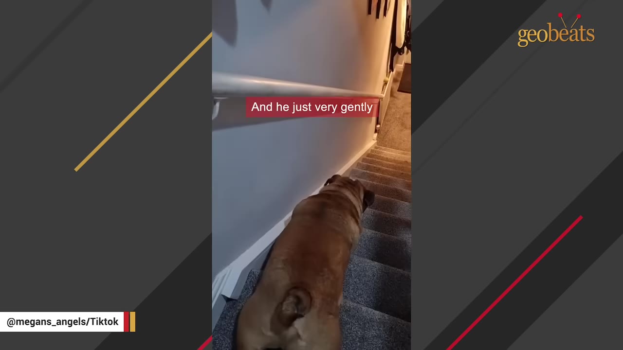 A brown bulldog seen from behind as it slowly walks down a carpeted staircase.