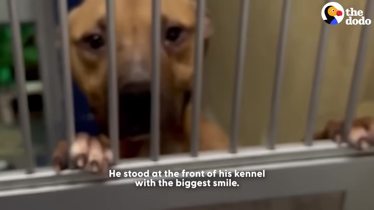 A brown dog looking through the metal bars of a kennel door.
