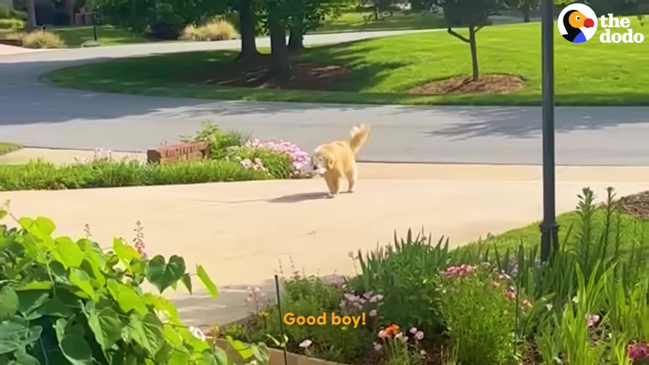 A golden retriever walks up a concrete driveway carrying a newspaper in its mouth, surrounded by green grass and garden flowers.