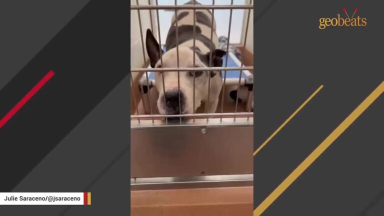 Washington Volunteer Notices What Snoopy Does Whenever His Kennel Door Closes Again