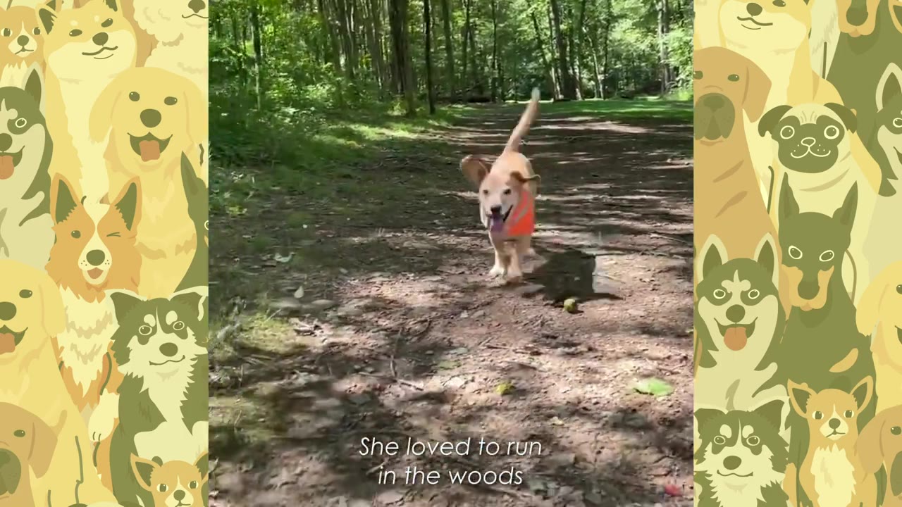A happy golden-colored dog wearing an orange vest runs down a sunny dirt path in the woods.