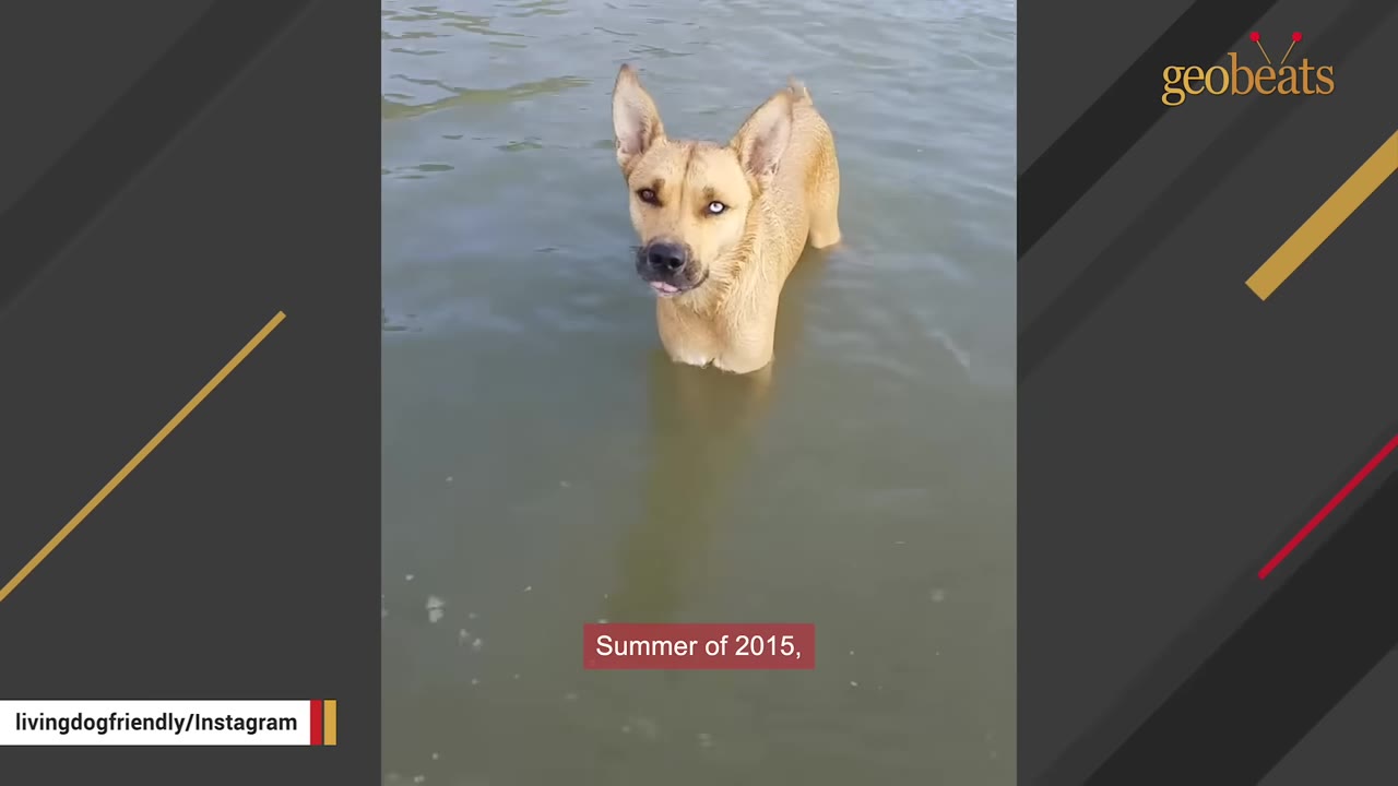 A tan dog with one blue eye and one brown eye stands in calm water, looking directly at the camera.