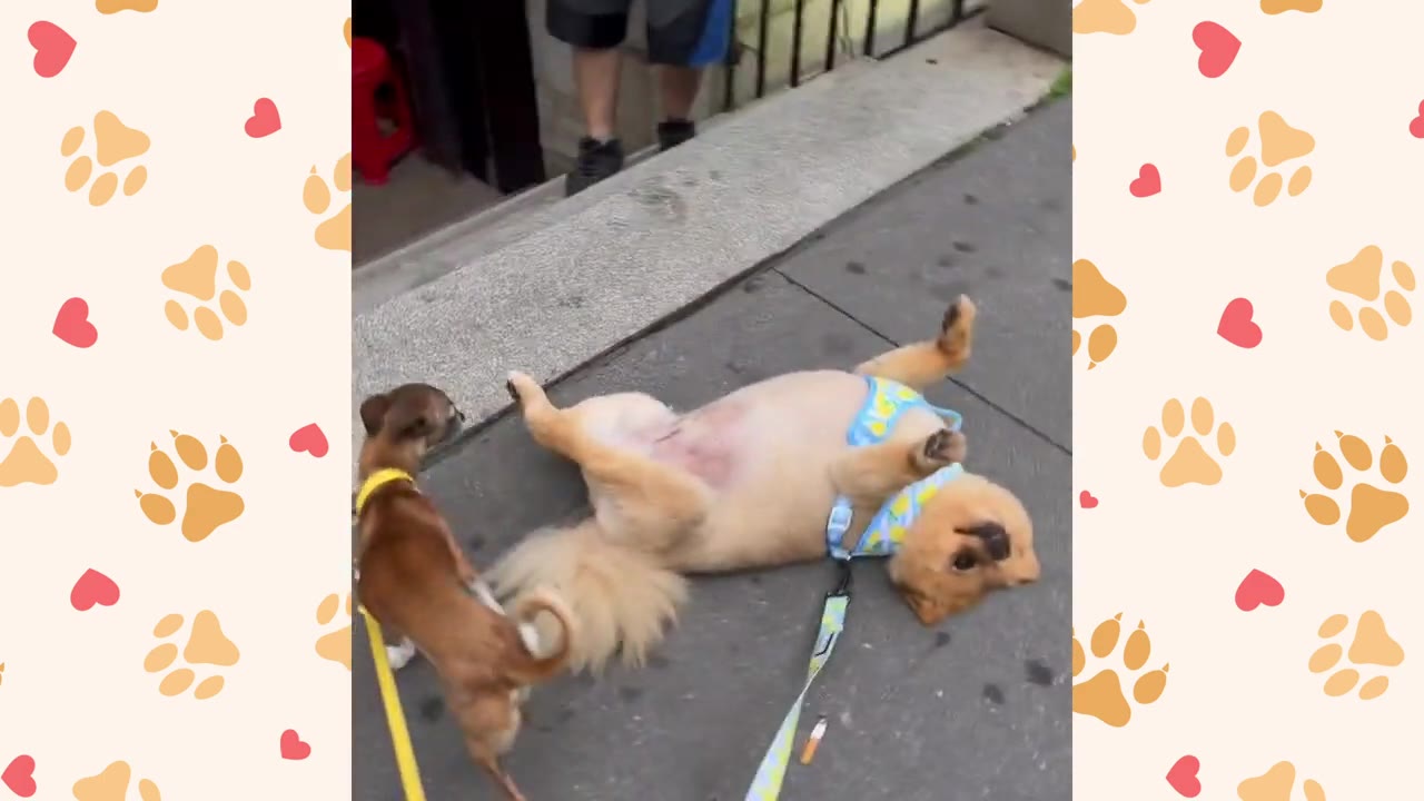 A fluffy tan dog lies stubbornly on its back on a city sidewalk, wearing a blue harness, while a smaller brown dog on a leash stands nearby.