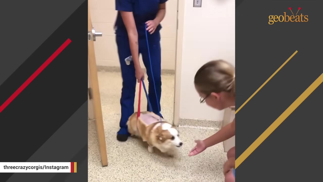 A corgi with a shaved back is supported by a sling held by a veterinary professional in blue scrubs, while a young girl reaches out her hand to the dog.
