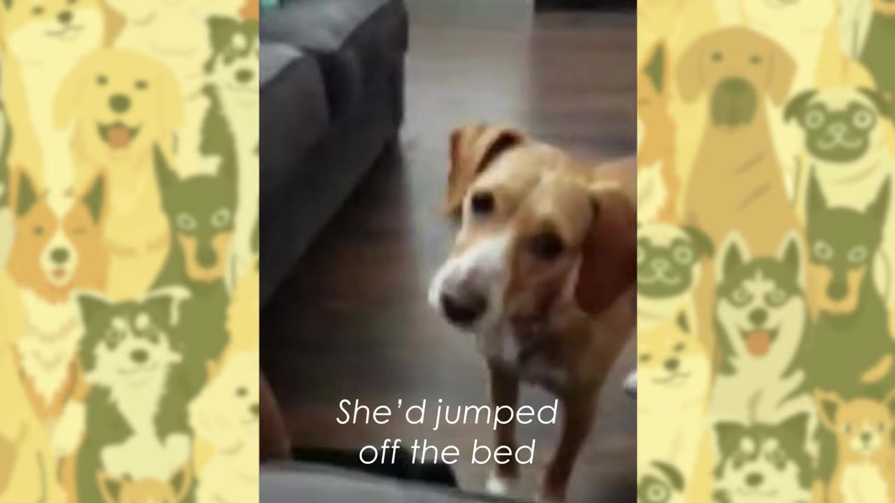 A tan and white dog looks up curiously at the camera while standing on a wooden floor next to a dark couch.