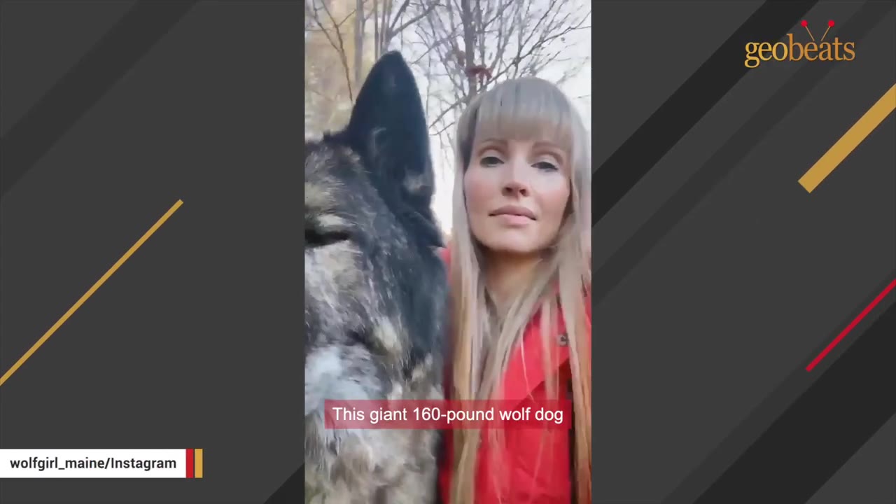 A woman with long blonde hair stands next to a massive, dark-furred wolfdog in an outdoor setting.