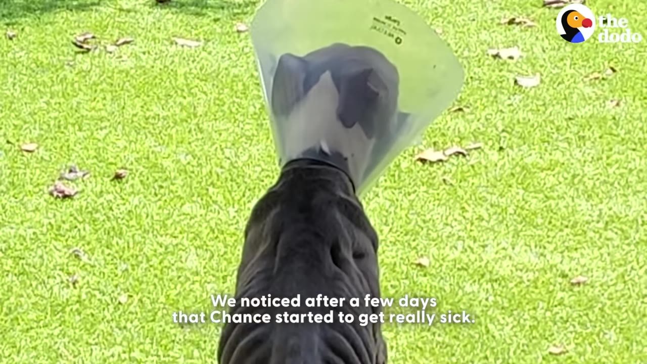 A dark-furred dog seen from behind wearing a clear plastic protective medical cone, standing on a green grassy lawn.