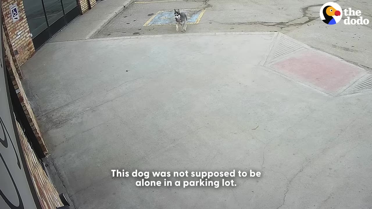 A high-angle security camera view of a husky dog standing alone in an empty concrete parking lot.