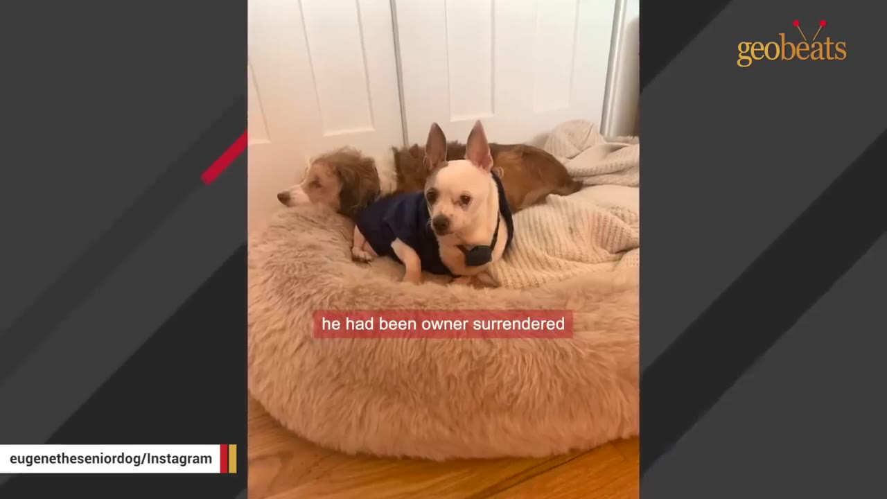 A small white and brown chihuahua wearing a blue shirt sits in a fluffy dog bed next to a larger brown and white dog.