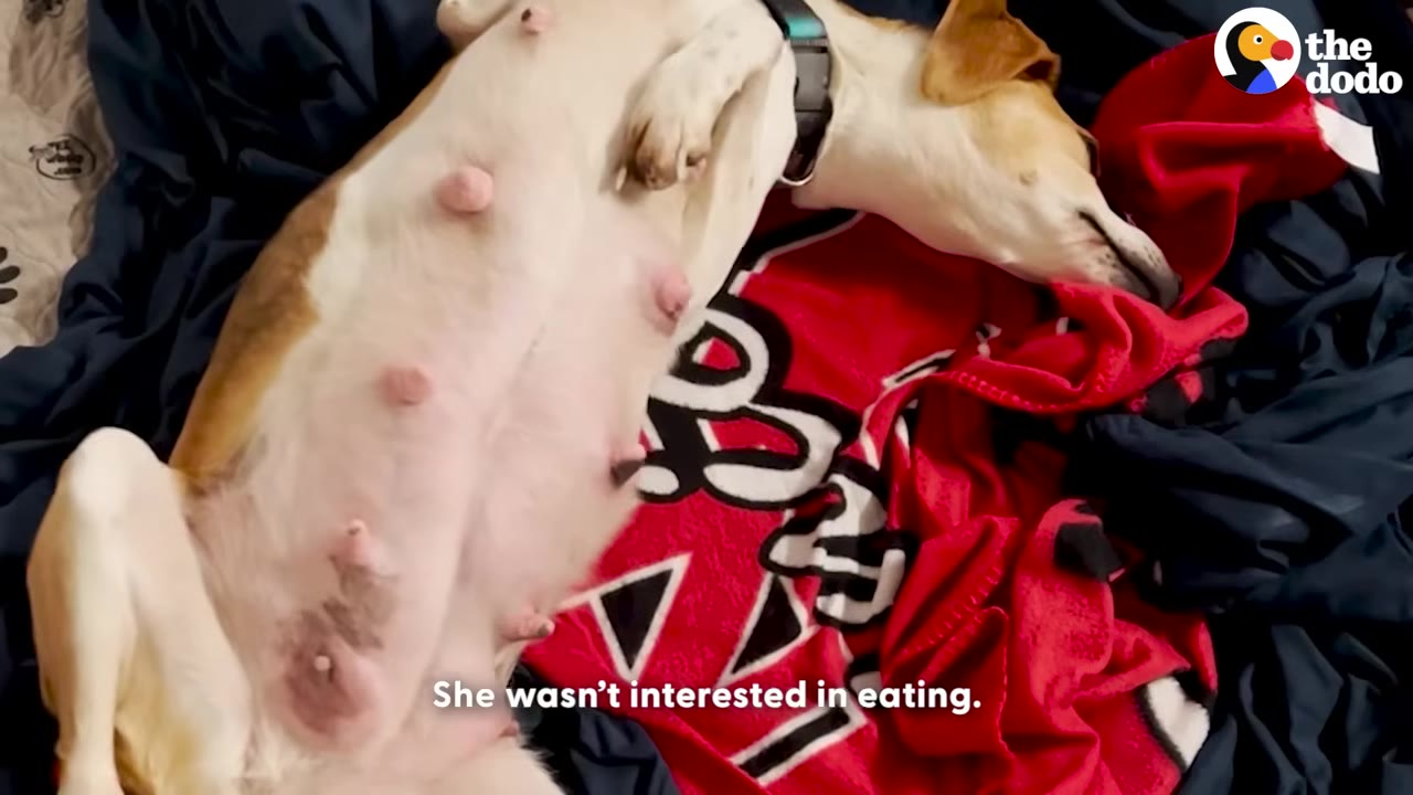 A pregnant tan and white dog lies on her back on a red blanket, showing her swollen belly.