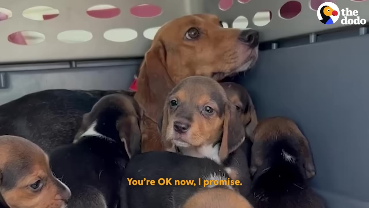 An adult beagle with wide, anxious eyes sits huddled inside a plastic pet carrier surrounded by several small puppies.