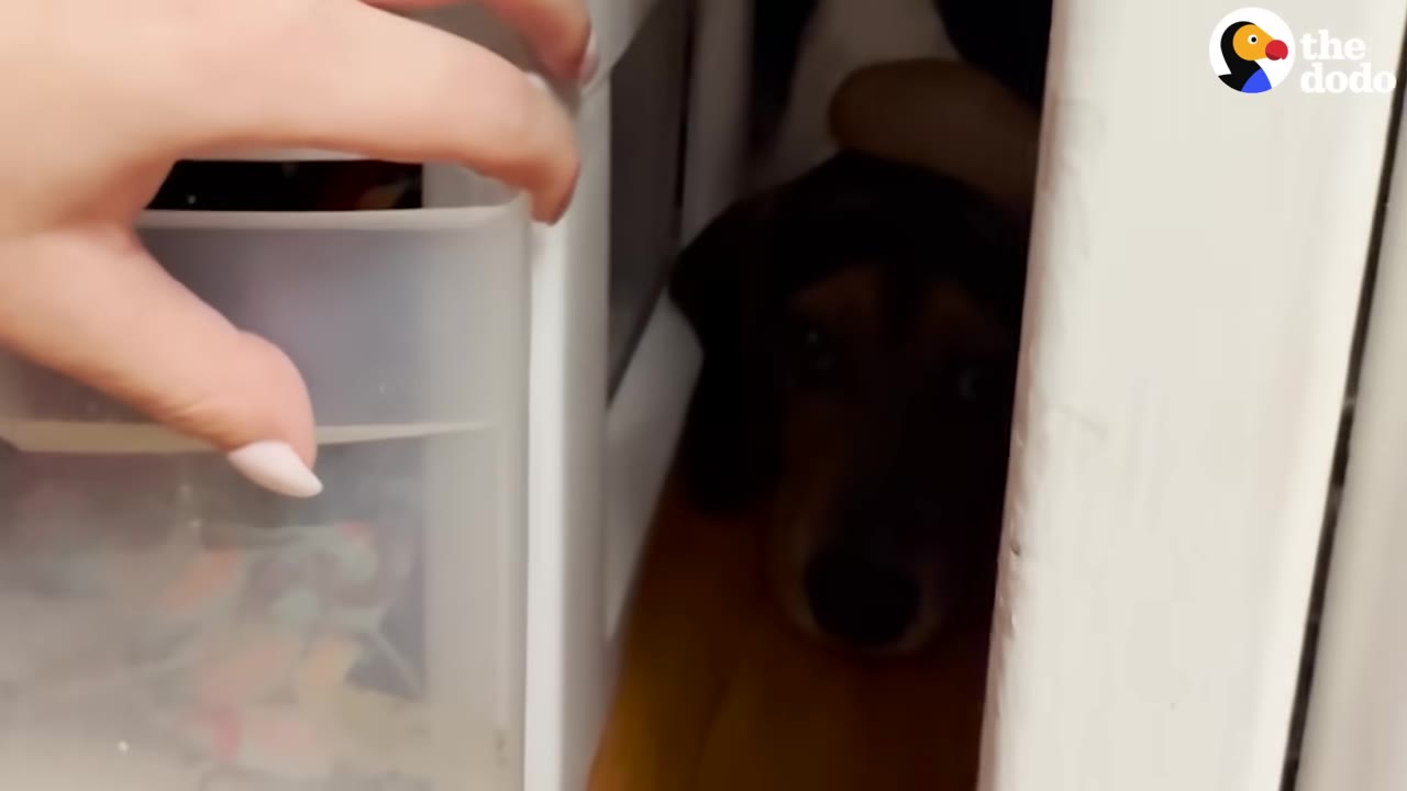 A brown and black dog with wide, scared eyes hides in a narrow gap between a white plastic drawer unit and a wall.