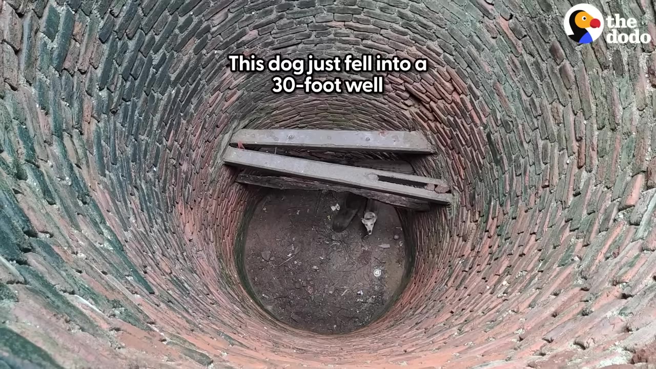 A high-angle, top-down view looking into a deep, circular brick well where a small dog is trapped at the bottom.