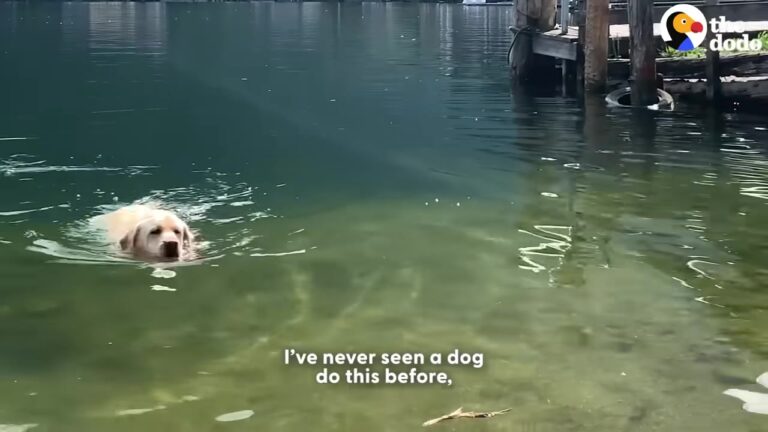 Texas Dog Lived Neglected In A Warehouse Until A Trip To The Lake Revealed His Bizarre Hidden Talent