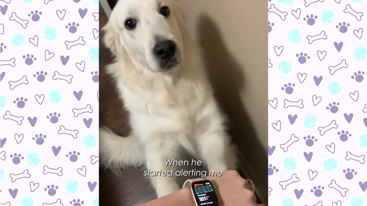 A white golden retriever looks up attentively at its owner, who is wearing a smartwatch showing a heart rate of 181 BPM.
