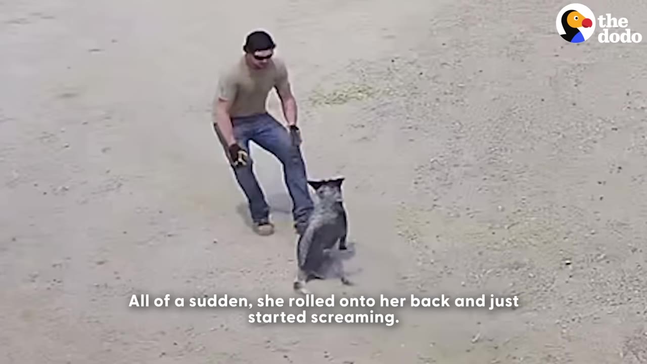 A man in a t-shirt and jeans stands on a dirt driveway looking down at a grey dog that is rolling onto its back.
