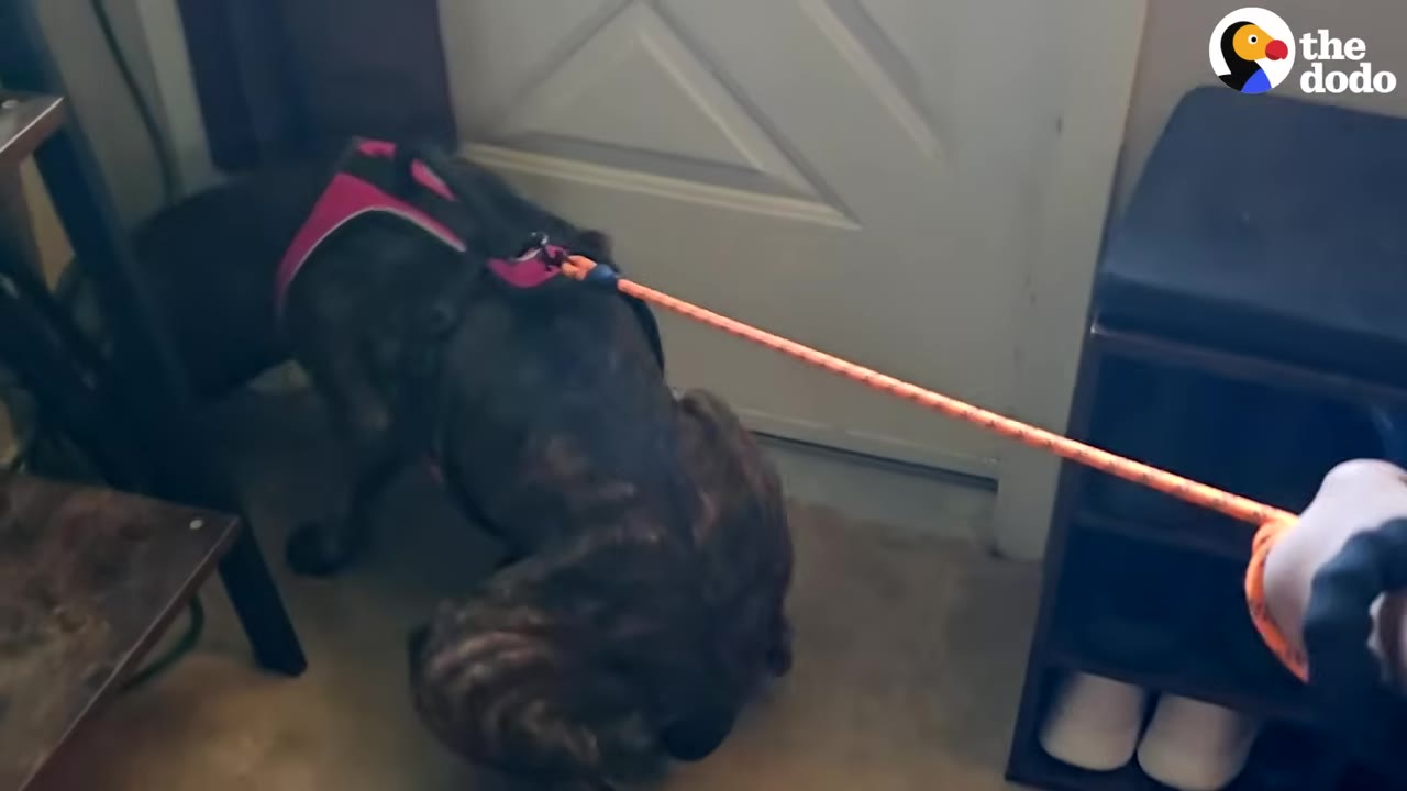 A brindle dog wearing a pink harness cowers low to the ground near an entryway door inside a home, attached to an orange leash.