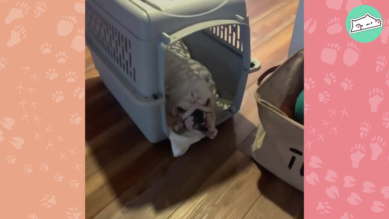 A white bulldog curled up fearfully inside a grey plastic pet crate on a wooden floor.