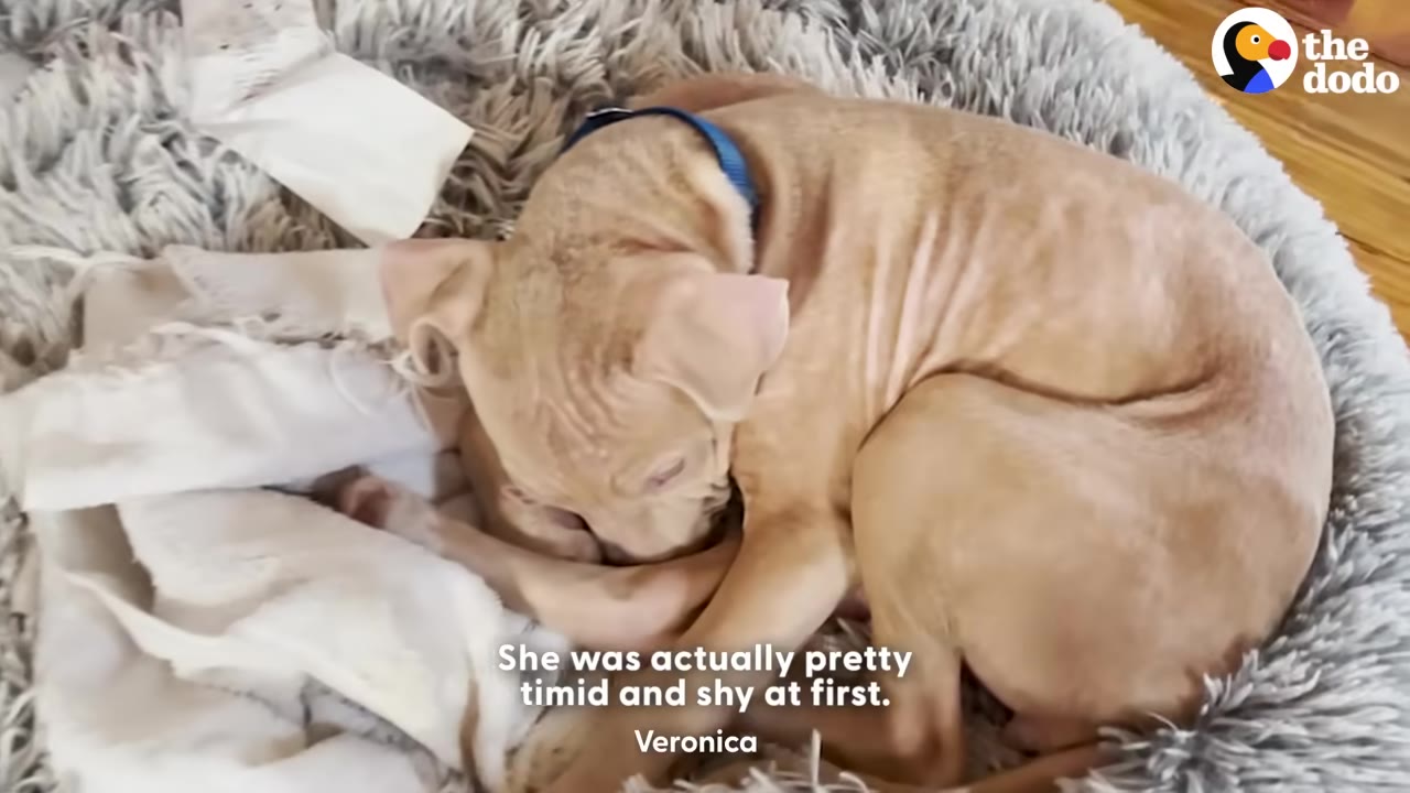 A light brown, hairless puppy curled up tightly in a fluffy grey dog bed, looking timid and shy.