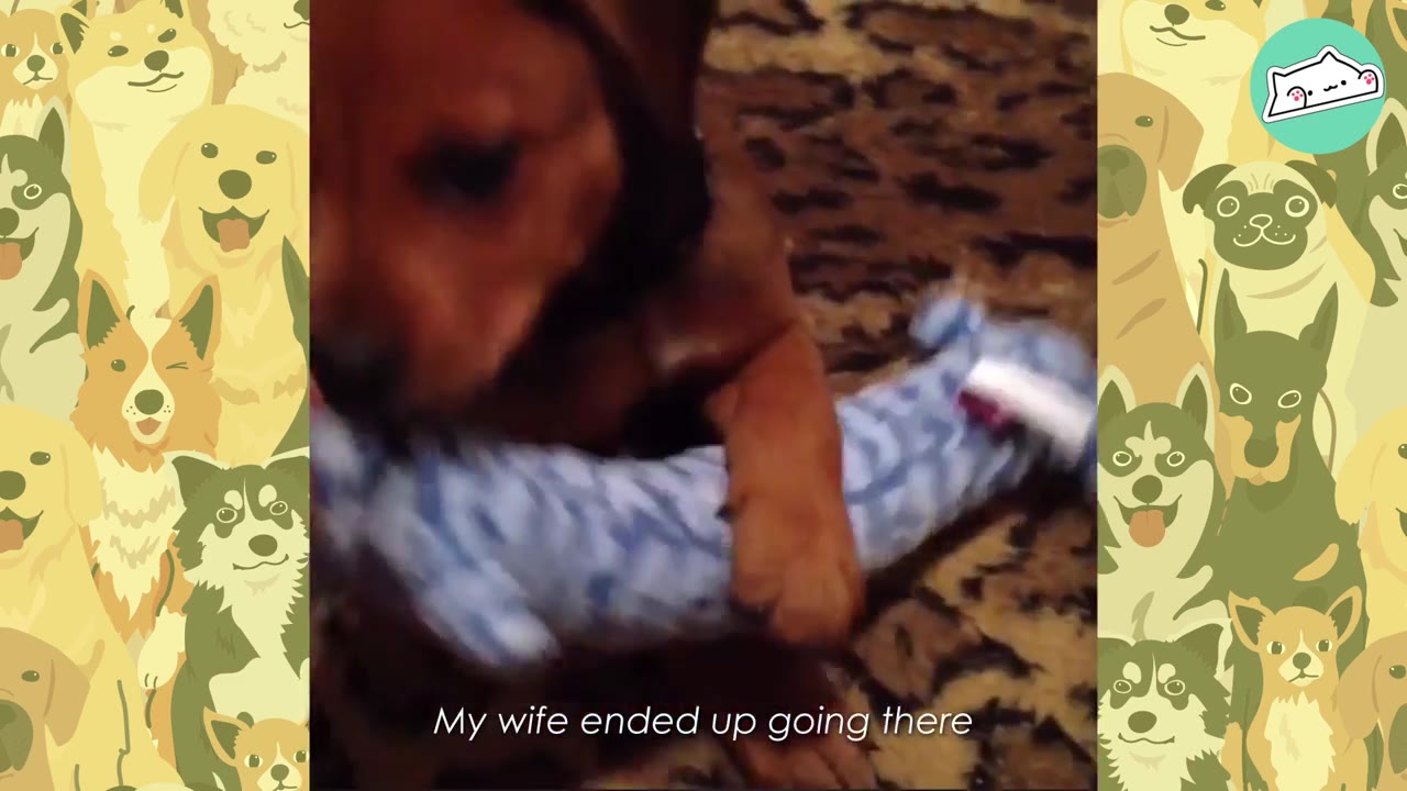 A close-up of a brown puppy holding onto a blue patterned toy with its paws.