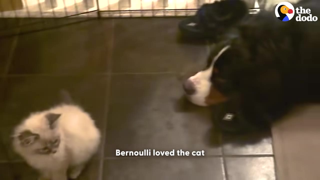 A tiny white kitten sitting on a tiled floor next to a large Bernese Mountain Dog lying down.