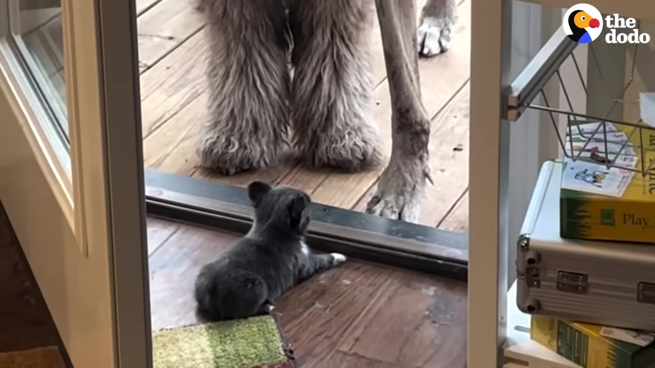 A tiny grey puppy lies on the wooden floor inside a doorway, looking out at the massive paws of two large dogs standing on the deck outside.