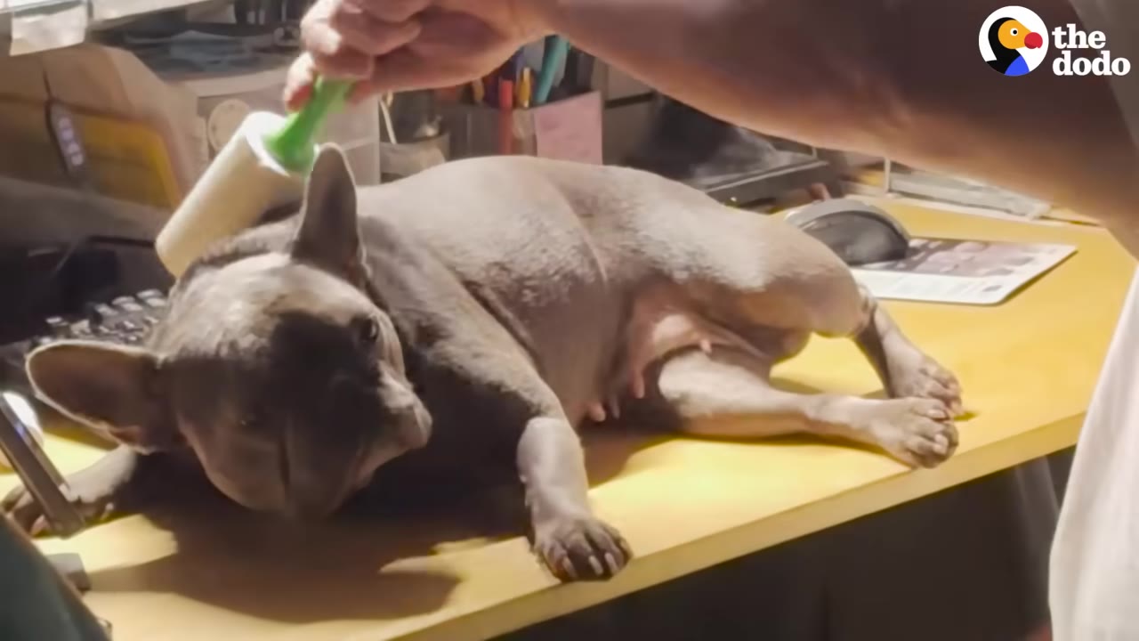 A grey French bulldog lies comfortably on a wooden desk while a person uses a lint roller on its back.