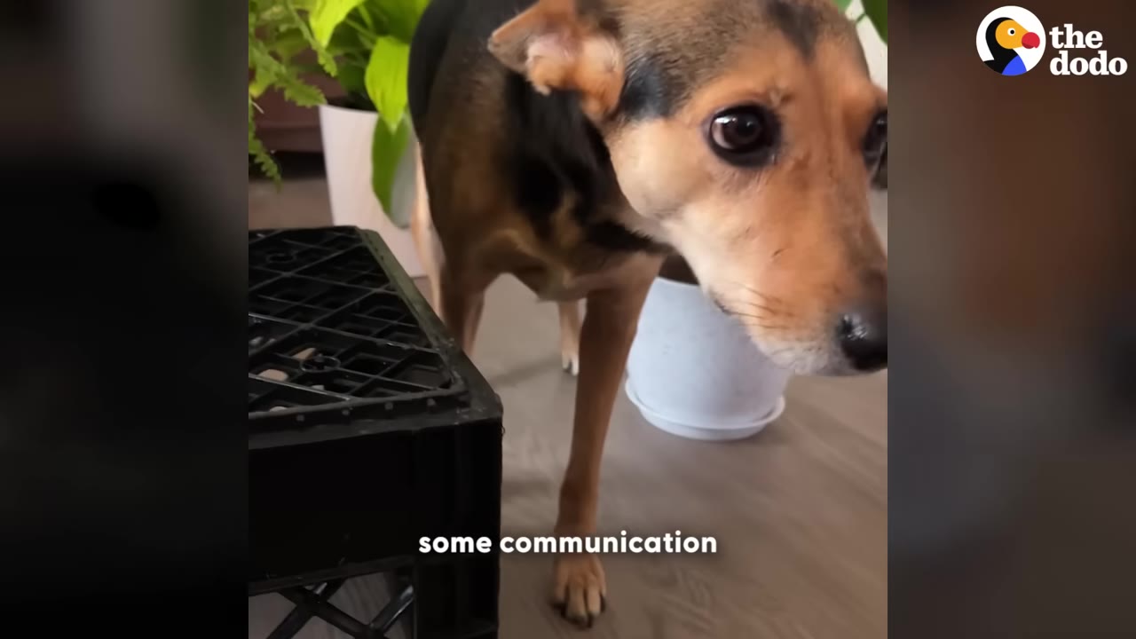 A small brown and black dog stands indoors next to a black plastic crate and potted plants, looking curiously toward the camera.