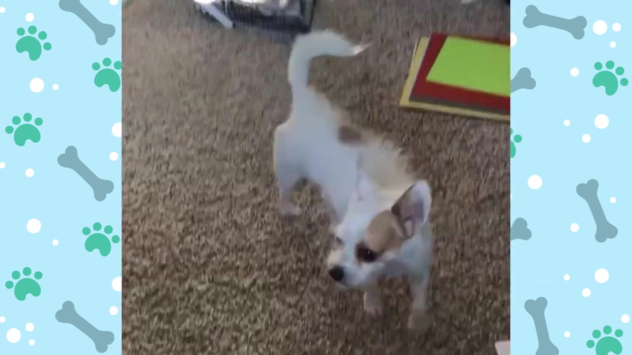 A small white and tan Chihuahua standing on a brown carpet, looking forward with a serious expression.
