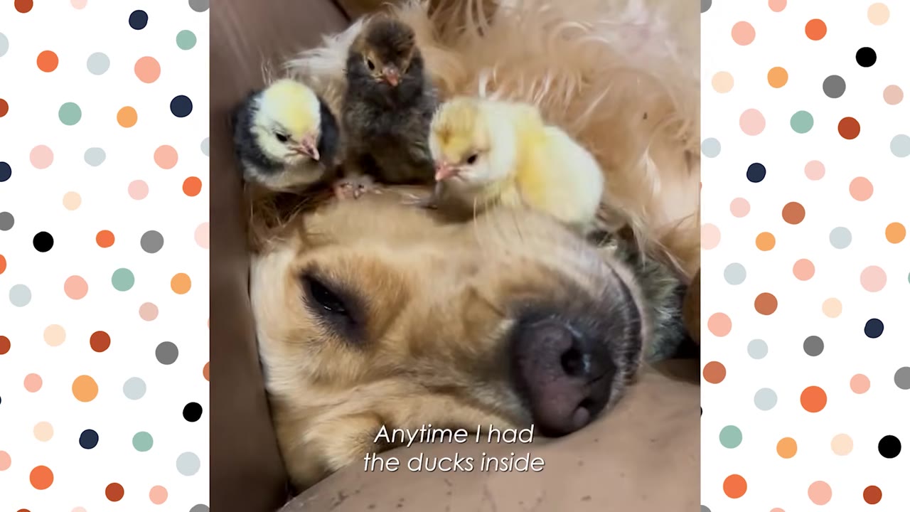 A golden dog lies patiently with three small, fluffy chicks resting on its head.