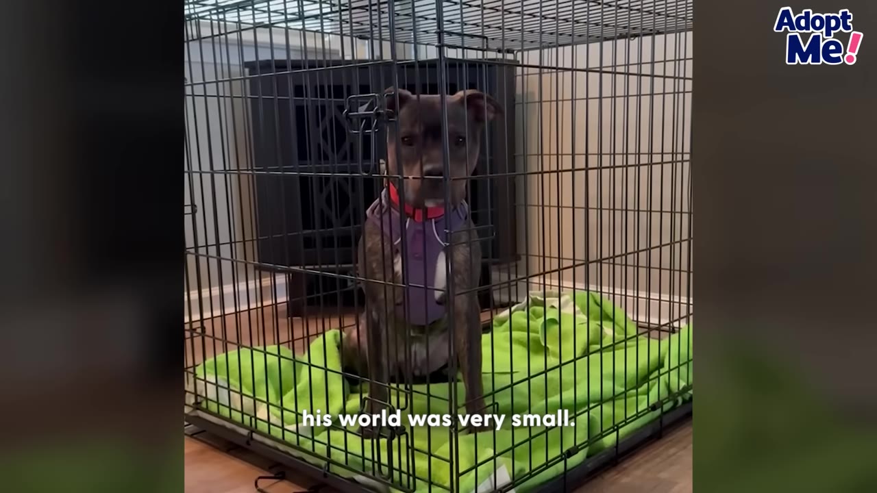 A brindle and white dog wearing a purple harness sits inside a wire crate on a green blanket.