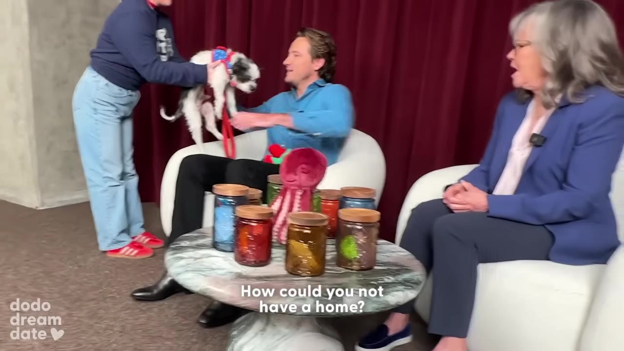 A small black and white rescue dog is being handed to a man sitting in a white armchair, while a woman in a blue blazer watches from another chair.