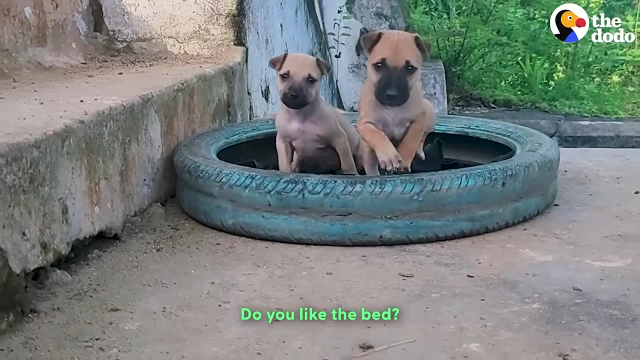 Two small brown puppies sit inside a blue painted tire on a concrete ground.