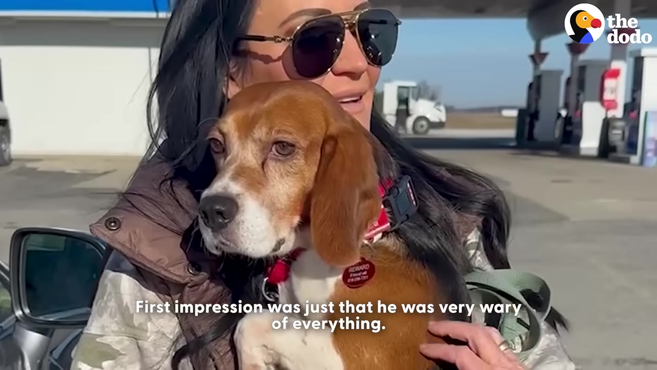 A brown and white beagle dog with a wary expression is held in the arms of a woman wearing sunglasses outdoors.