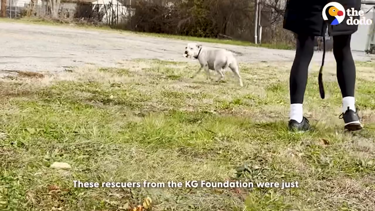A white dog stands in a grassy field near a road, seen from a distance, with the legs of a rescuer in the foreground.