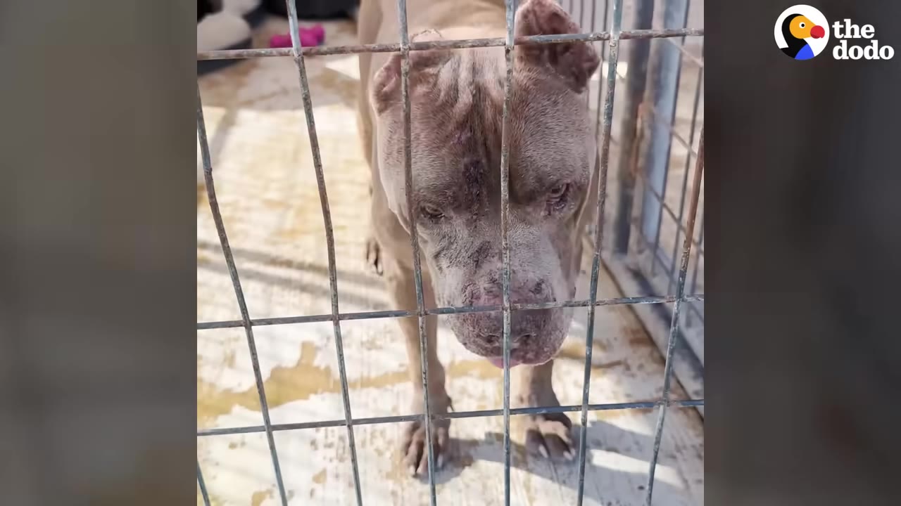 A tan pit bull with cropped ears stands behind a metal wire fence, looking down with a sad expression.