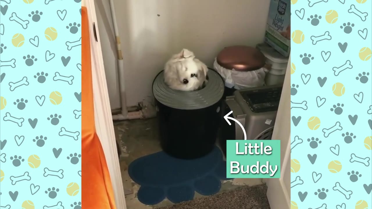 A small white dog peeks its head out of a black top-entry litter box in a utility closet, with a graphic label pointing to him that reads 'Little Buddy'.