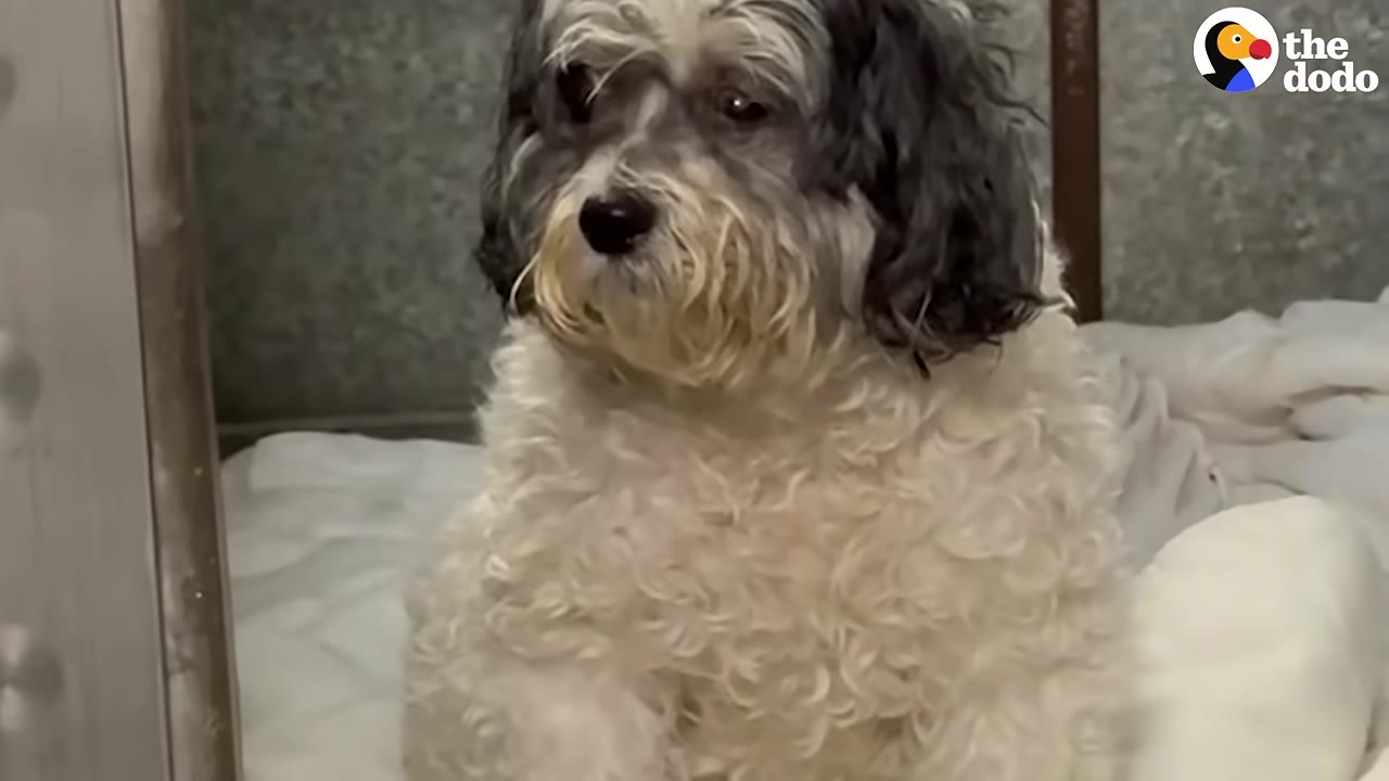 A fluffy, black-and-white senior dog sits on a white blanket inside a metal shelter kennel, looking sad and anxious.
