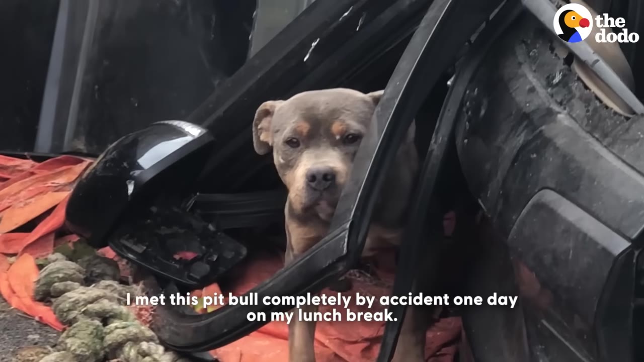A close-up shot of a grey and tan pit bull looking out from behind a black car door frame in a junkyard setting.