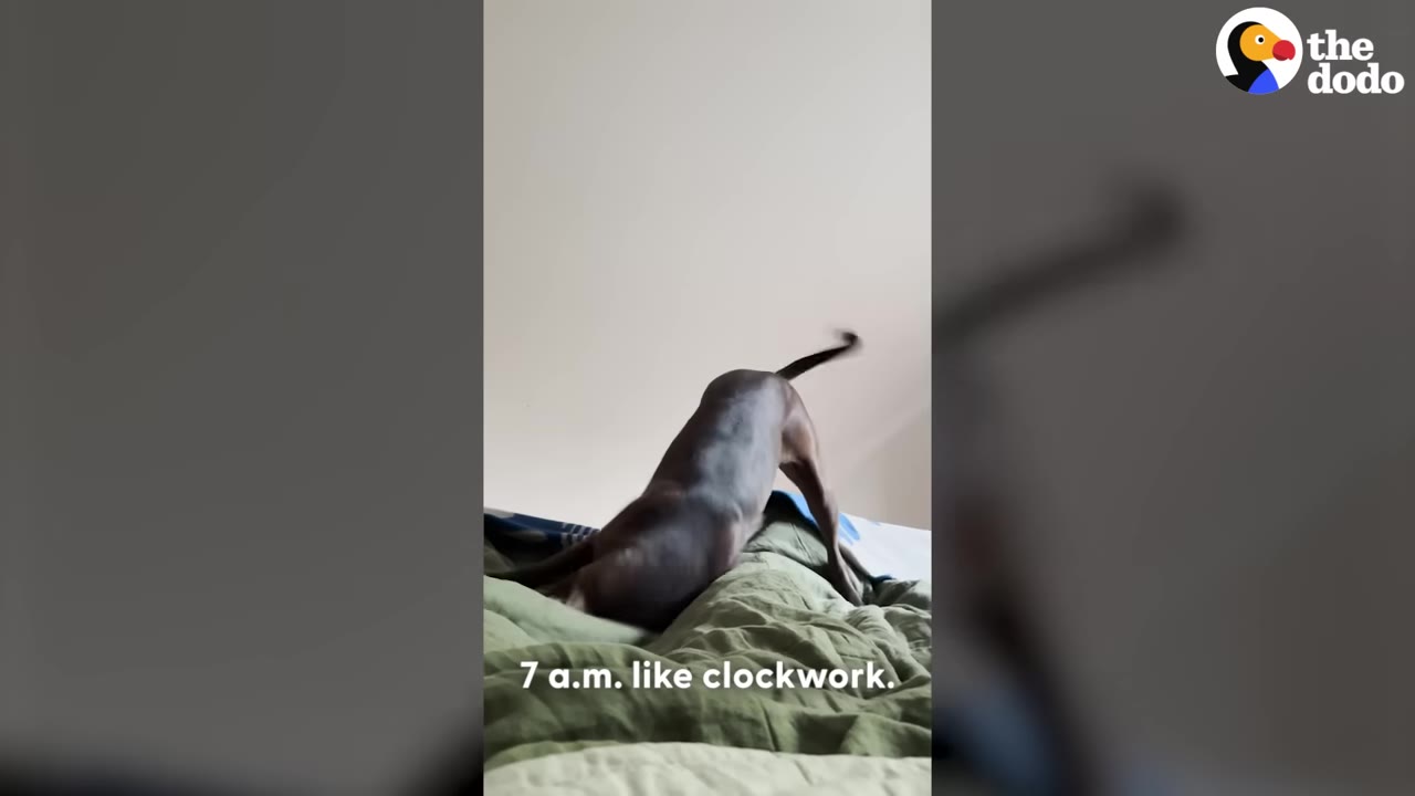 A brown dog stretches on a green comforter in bed, with text reading '7 a.m. like clockwork.'