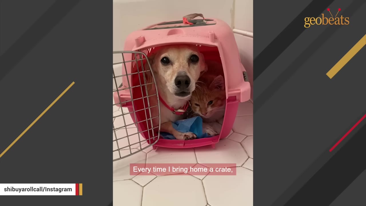 A small tan dog and an orange tabby cat sit together inside an open pink pet crate on a tiled floor.
