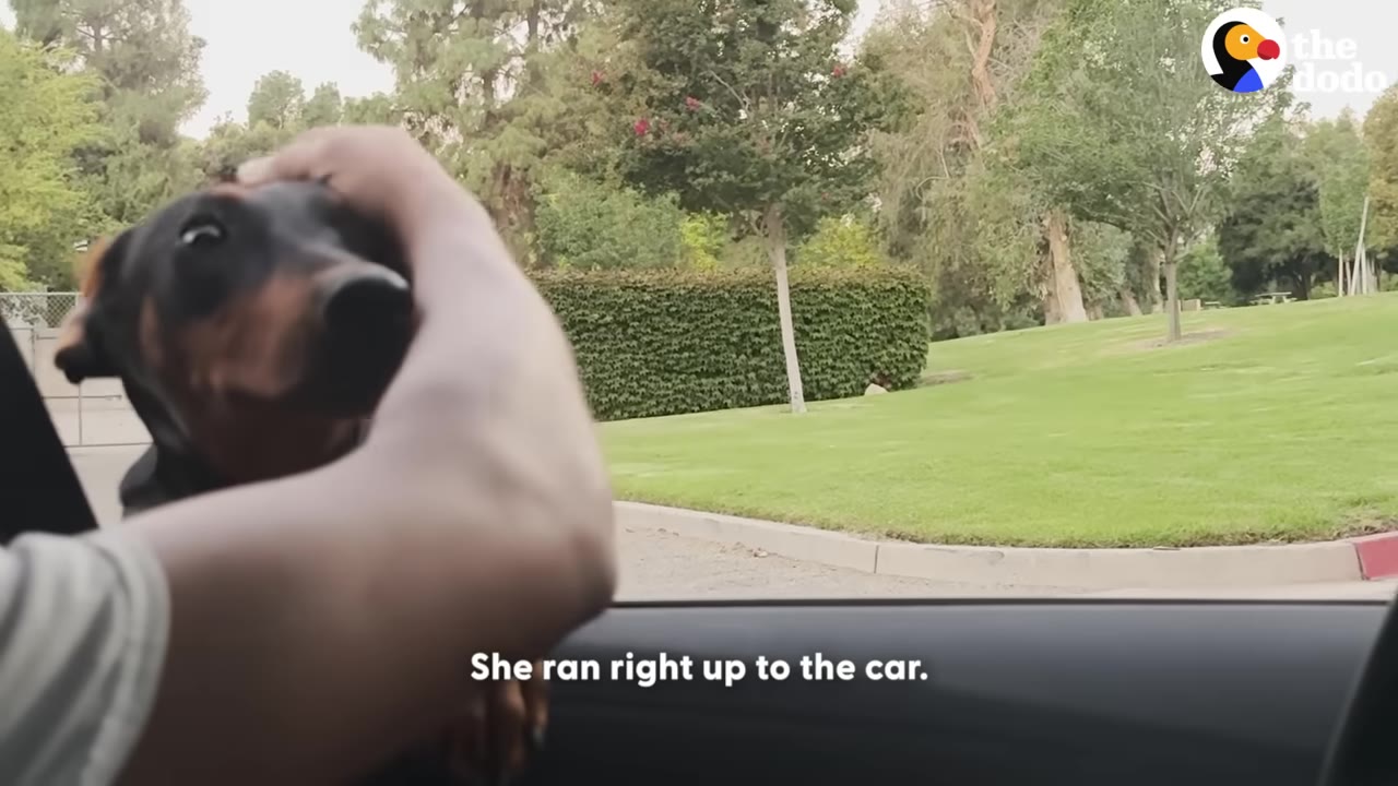 A black and tan dog looking up from outside a car window as a person's hand reaches out to pet its head, with a green park in the background.